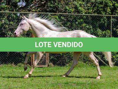 LOTE 007 - CREME APOLLO ENC