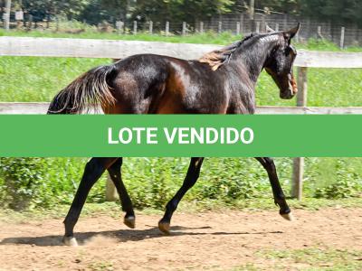 LOTE 005 - MV PHOTO PETY ROYALE