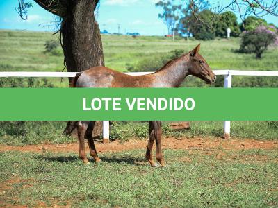 LOTE 005 - CATILLAC BET VRA