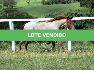 LOTE 003 - DALLARA CAT VRA