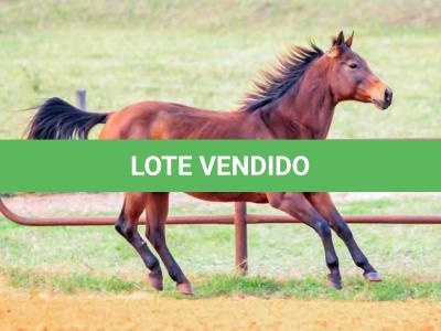 LOTE 007 - MISS DUAL PEP HSC