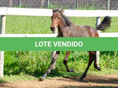 LOTE 008 - MV IDEAL PETKOVIC