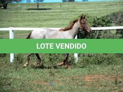 LOTE 003 - DALLARA CAT VRA