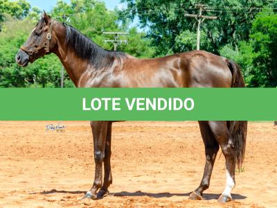 LOTE 002 - TUX CORONA G2