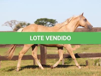 LOTE 017 - APOLO DANS FIREWATER