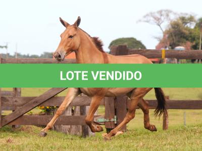 LOTE 011 - DESENHO