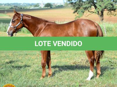 LOTE 007 - KINGS HEAVEN REY B3