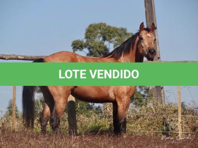 LOTE 016 - LUNA HELLUVA MISTER