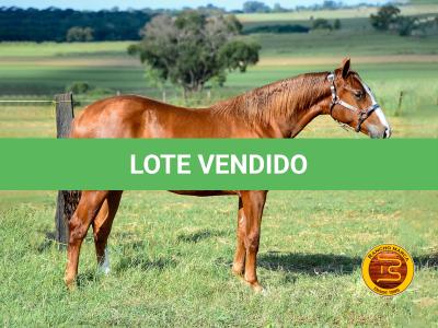 LOTE 007 - KINGS HEAVEN REY B3