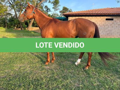 LOTE 003 - BUDWISER CB