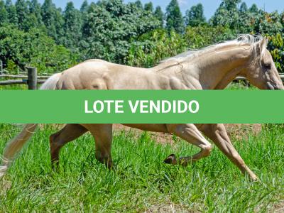 LOTE 003 - GHOST FIRE BC