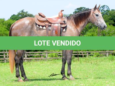 LOTE 003 - ROSIES JAY Z