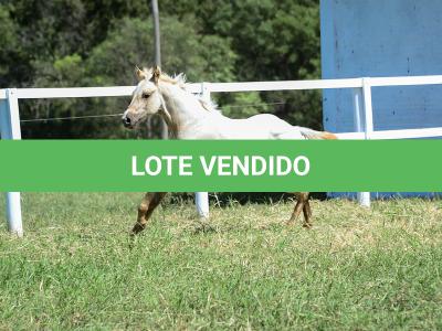 LOTE 018 - POPSANDBANGS VRA