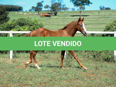 LOTE 015 - GUNNATRUCK VRA