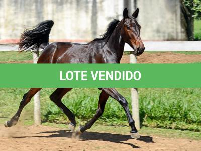 LOTE 004 - MV IDEAL BRENA