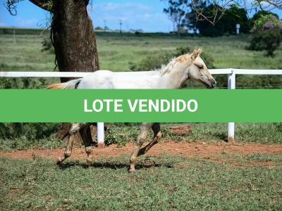 LOTE 018 - POPSANDBANGS VRA