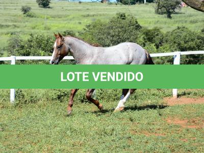 LOTE 001 - SPOTTISH
