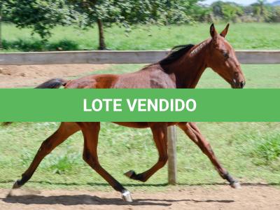 LOTE 007 - MV OK ARTIMANHA