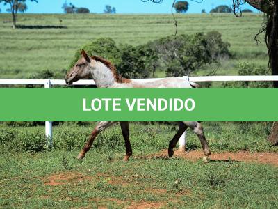 LOTE 004 - TRINITY CAT VRA