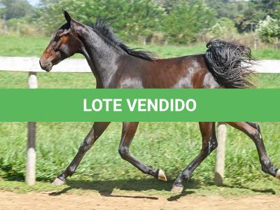 LOTE 004 - MV IDEAL BRENA