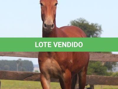 LOTE 018 - CARRAPICHO