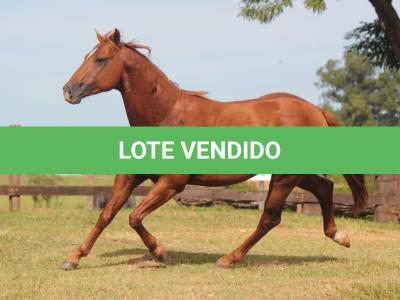 LOTE 011 - EL ZORRERO DANS EDU