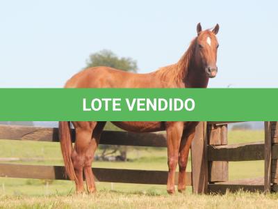 LOTE 011 - EL ZORRERO DANS EDU