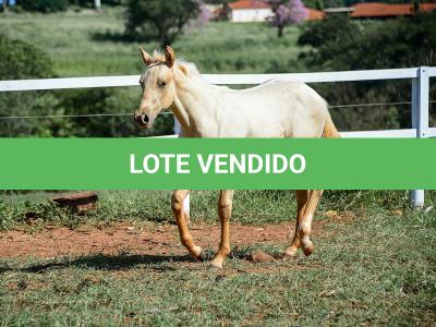 LOTE 014 - GANGSTAR VRA