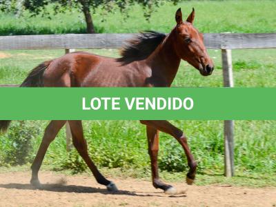 LOTE 007 - MV OK ARTIMANHA