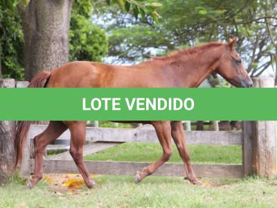 LOTE 012 - VENKA DO THISTU