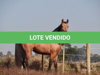 LOTE 016 - LUNA HELLUVA MISTER