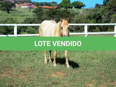 LOTE 011 - CATS BRUDDER DEE RN (2x1)
