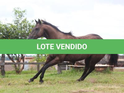 LOTE 003 - MAGAYVER ONLY