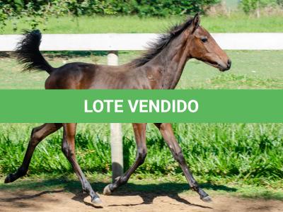 LOTE 008 - MV IDEAL PETKOVIC