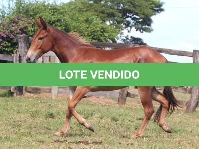 LOTE 016 - DOCINHO