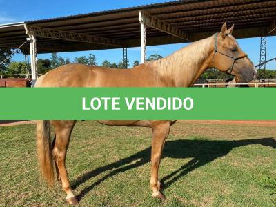 LOTE 006 - RED ACRE SWR