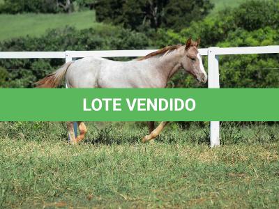 LOTE 012 - PRECIOUS BET VRA