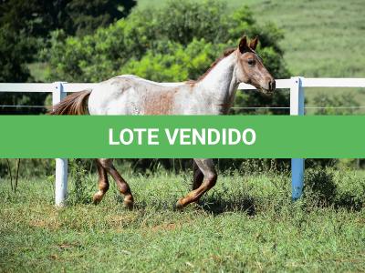 LOTE 004 - TRINITY CAT VRA