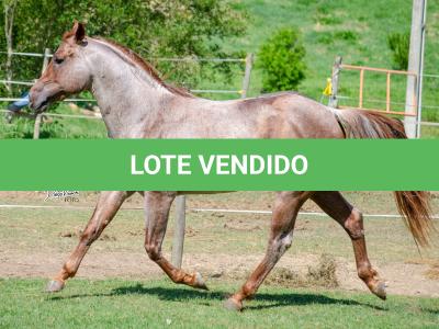 LOTE 004 - WINNIN NITRO LENA