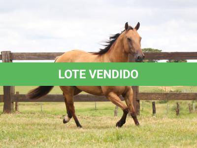 LOTE 001 - CRISTAL BLUE JAY