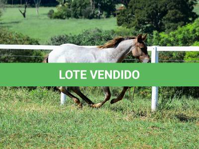 LOTE 017 - INSANE BET VRA