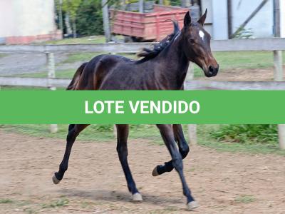 LOTE 005 - MV PHOTO PETY ROYALE