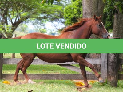 LOTE 007 - ZEVITA JAYBEE THISTU