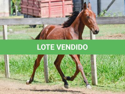 LOTE 007 - MV OK ARTIMANHA