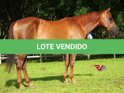 LOTE 017 - LITTLE LADY JAY  (2x1)