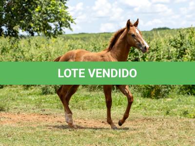 LOTE 007 - CASINO CAT MOON