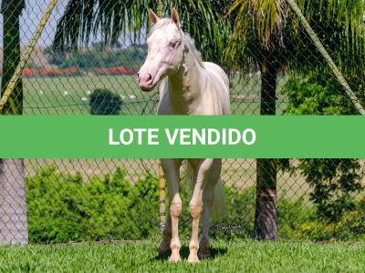 LOTE 007 - CREME APOLLO ENC