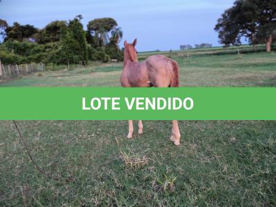 LOTE 004 - NOME A ESCOLHER (BET HESA CAT JR x LOBA SUPER REY)