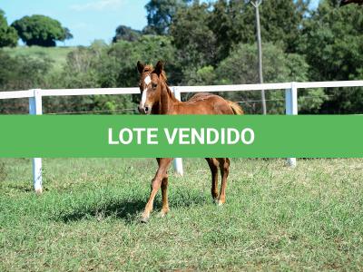 LOTE 008 - A BILLION BET VRA
