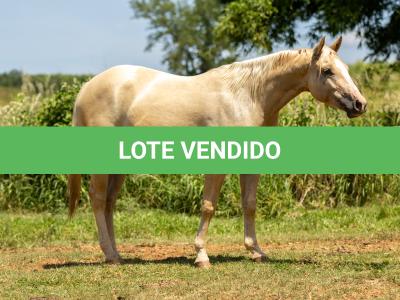 LOTE 002 - CORONA POP BOON